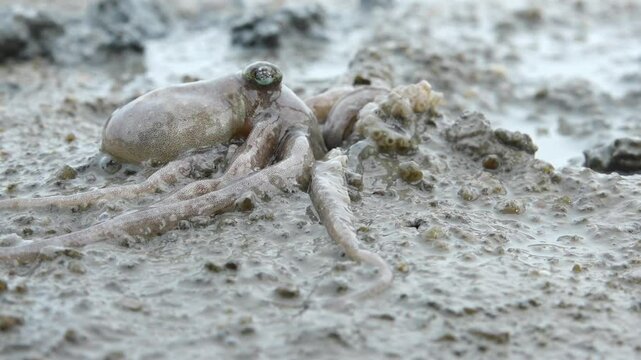 Sea creature octopus in Korean coastal mudflat ecosystem 한국 낙지 뻘낙지