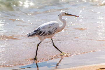 White Western Reef Heron (Egretta gularis) at Sharm el-Sheikh beach, Sinai, Egypt
