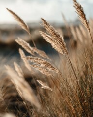 Fototapeta premium Golden Wheat Field Blowing in the Wind at Sunset, Evoking Natural Beauty and Peaceful Serenity for Nature Photography and Sustainable Agriculture Concepts : Generative AI