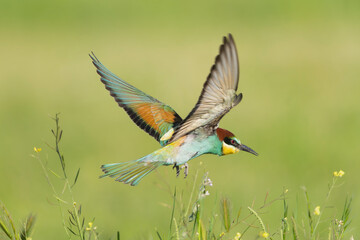 European bee-eater - Merops apiaster in flight with spanned wings and tail at green background. Photo from Calera y Chozas in Spain, Toledo Province.