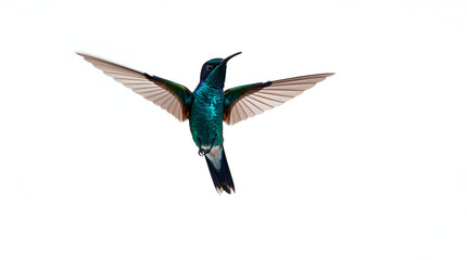 Obraz premium Jewel-Toned Hummingbird Hovering – Futuristic Studio Shot on Clean White (Generative AI)