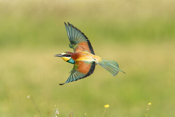 European bee-eater - Merops apiaster in flight with spanned wings and tail at green background. Photo from Calera y Chozas in Spain, Toledo Province.	