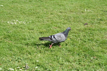 Pigeon walking briskly across the lawn - Pigeon marchant d'un pas décidé sur la pelouse