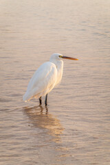 Great egret (Ardea alba), a medium-sized white heron fishing on the sea beach
