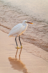 Great egret (Ardea alba), a medium-sized white heron fishing on the sea beach