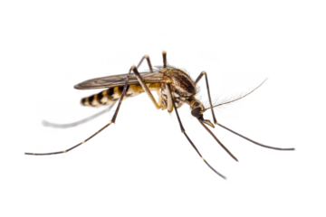 Close-up of a Mosquito Detailed Insect Photography