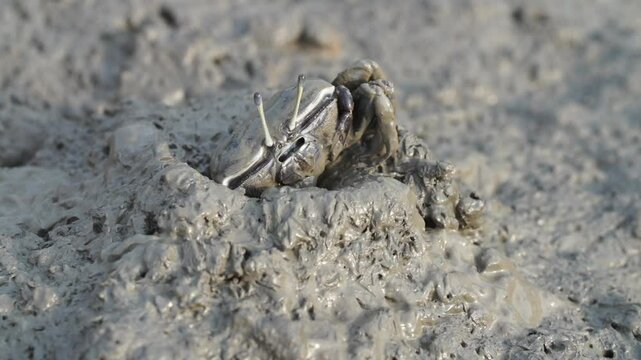 Close-up of crab in natural tidal flat habitat in Korea
