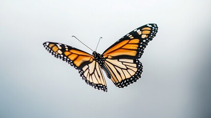 Naklejka premium Monarch butterfly in flight sharp details of the wings as it moves a perfect balance of motion and clarity against a clean white space overlay cut out on isolated transparent removed background