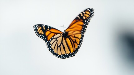 Fototapeta premium Monarch butterfly in flight sharp details of the wings as it moves a perfect balance of motion and clarity against a clean white space overlay cut out on isolated transparent removed background