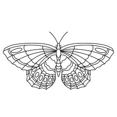 butterfly vector illustration