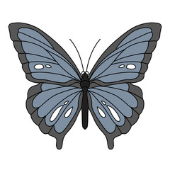 butterfly isolated on white