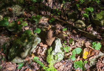 Obraz premium autumn hike to the sources of a mountain river along the riverbed and canyon through difficult wilderness areas