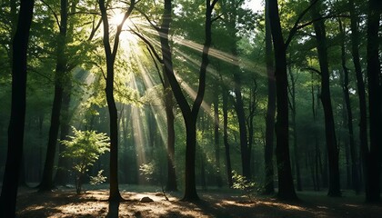 Naklejka premium Forest with sunlight joyfully shining through the trees against a lush green background