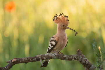 Eurasian hoopoe - Upupa epops perched with erected crest and insect in beak at green background. Photo from Calera y Chozas in Spain, Toledo Province. U. e. epops.