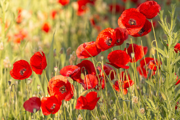 Red poppies - Papaver rhoeas - in Spain. Beautiful natural red color for background	