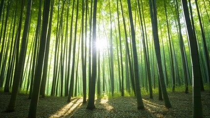 Fototapeta premium Sun shines through a grove of tall green bamboo trees