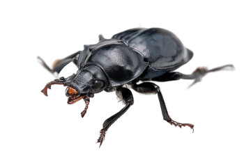 Naklejka premium Close-up of a Black Lucanid Beetle on White Background