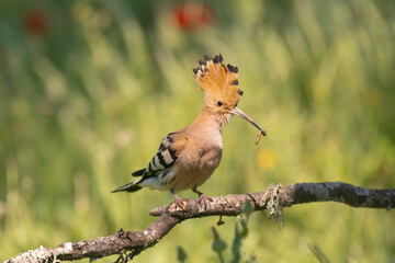 Eurasian hoopoe - Upupa epops perched with erected crest and insect in beak at green background. Photo from Calera y Chozas in Spain, Toledo Province. U. e. epops. © PIOTR