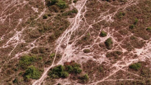 Cattle herd traces and trails across dry pasture land aerial top view