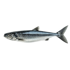 Obraz premium Sardine gliding elegantly a silver flash in the deep ready for a culinary on transparent background