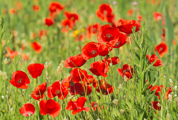 Red poppies - Papaver rhoeas - in Spain. Beautiful natural red color for background	
