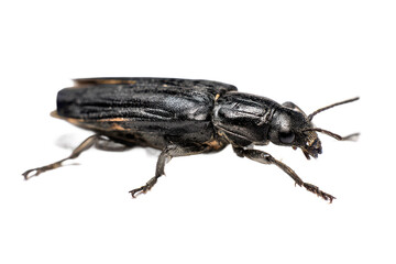 Fototapeta premium Detailed Close-Up of a Black Beetle with Orange Accents on White Background