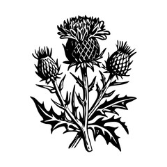 A sketchy style icon of wild thistle plant