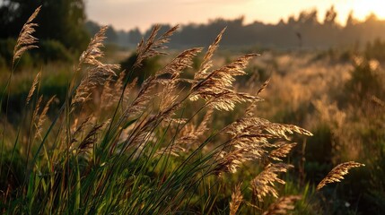 Blowing in the wind with foliage over morning meadow concept. Golden grass swaying gently in the warm evening light.