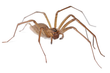 Obraz premium Close-up of a Brown Recluse Spider Identification and Facts