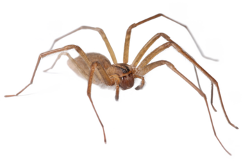 Close-up of a Brown Recluse Spider Identification and Facts