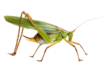 Close-up of a vibrant green katydid insect with long antennae and large leaf-like wings