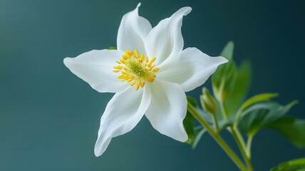 Naklejka premium Columbine Flower With Graceful Spurred Petals Displaying Natural Beauty Against A Soft Background