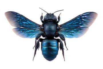 Vibrant Blue Bee Close-Up Macro Photography of an Insect with Iridescent Wings