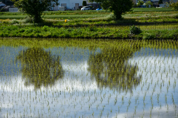 信州初夏の風景　水田に映る木と雲