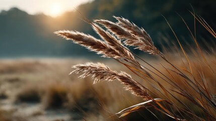 Blowing in the wind with foliage over morning meadow concept. Golden grasses sway gently in a tranquil natural landscape.