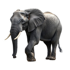 Obraz premium An imposing African elephant strides forward majestic and powerful against on transparent background