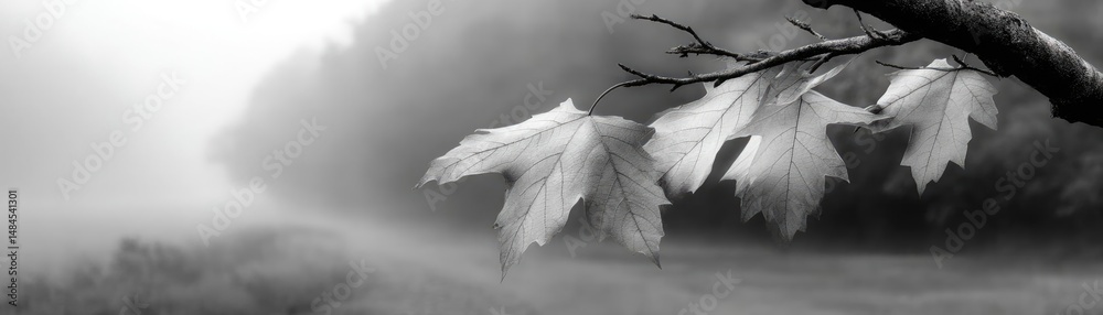 Aufkleber blowing in the wind with sunrise over foggy meadow hill concept. serene black and white image of lea