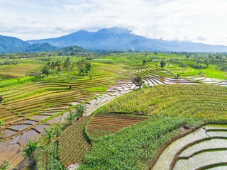 beautiful morning view panorama of indonesia agriculture industry rice fields with beautiful sky colors natural light