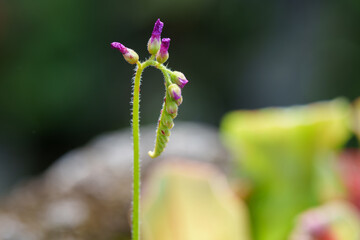 A close-up photo of the purple flower buds of the carnivorous plant Drosera capensis growing