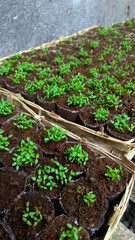 young green seedlings growing in small soil-filled plastic bags arranged neatly in bamboo trays


