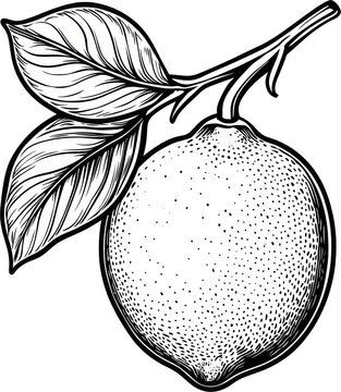 recommend clip art: lemon sketch line art with leaves and branches