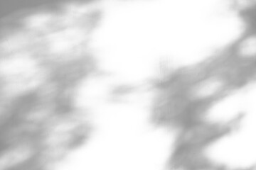 Abstract natural tree leaves shadow on white wall background