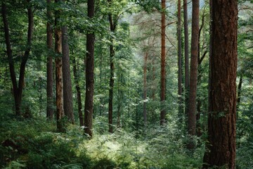 Fototapeta premium Sunlit forest with tall lush trees and dense foliage.