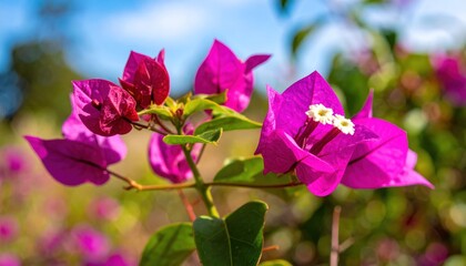 Vibrant Bougainvillea Blossom Displaying its Exquisite Color and Beauty
