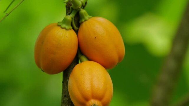 Close-Up of a Papaya Tree with Fruits and Flowers