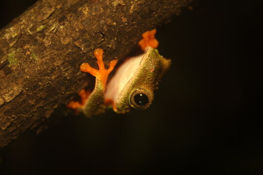 Anf&iacute;bios e Artr&oacute;podes do PESC