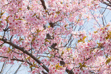 春・3~4月頃の愛知の桜２