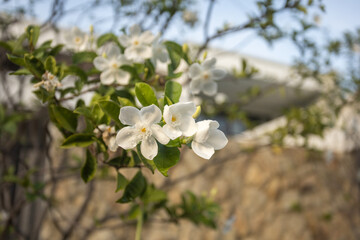 Beautiful flowers bloom in the wet summer of Surabaya