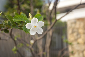 Beautiful flowers bloom in the wet summer of Surabaya