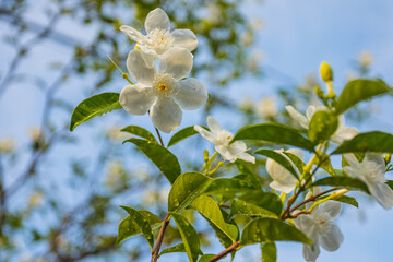 Beautiful flowers bloom in the wet summer of Surabaya